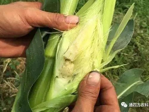 ���׶d���c�՗U��ԭ����