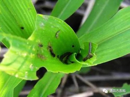 ���הQ����ô�k����ץ�o��Q��Ӱ푮a��!!!