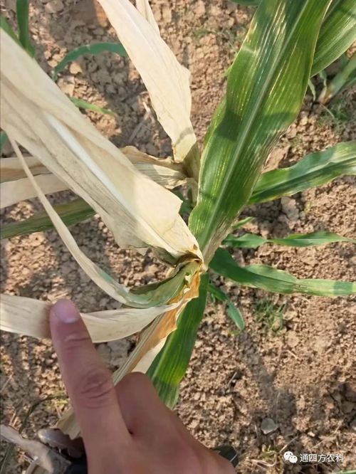 ���쵽��(l��i)��������ģʽ���_(k��i)������(du��)������ɶΣ��������A(y��)����