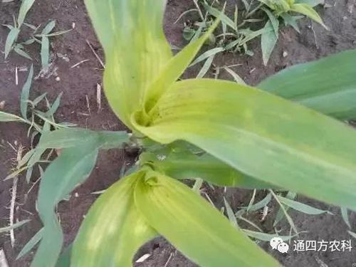 ���הQ����ô�k����ץ�o��Q��Ӱ푮a��!!!